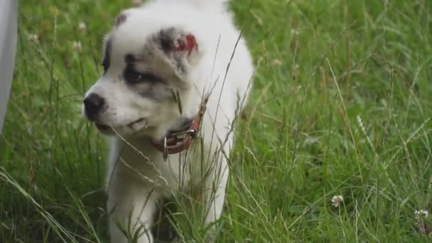 Alabai doğurmak köpek yavrusu — Stok video