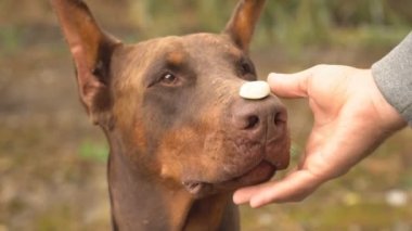 Yakın çekim onun burun Doberman köpek yakalar