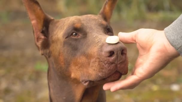 ドーベルマン犬は 彼の鼻からクローズ アップをキャッチします — ストック動画