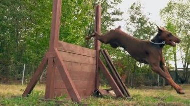 Doberman köpek kahverengi renk