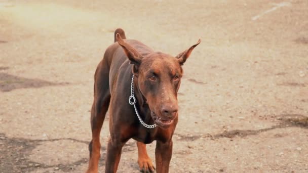 Doberman raza perro ladrando — Vídeo de stock