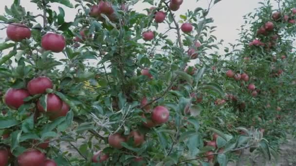 Rode appels close-up — Stockvideo