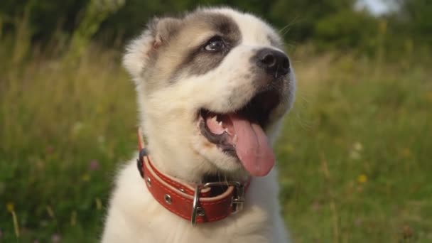 Cachorro da raça Alabai — Vídeo de Stock