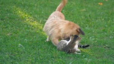 bir köpek ve kedi Savaşı