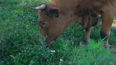 çimenlerin üzerine inek otlatmak