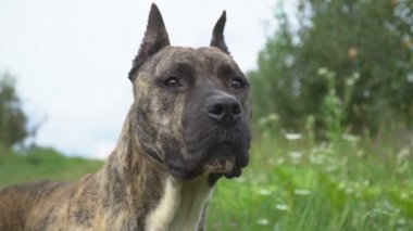 köpek Pitbull şeklinin