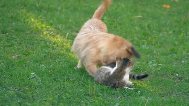 La battaglia di un cane e di un gatto — Video Stock