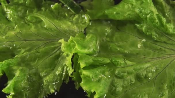 Зеленые листья салата — стоковое видео