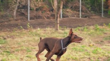 Doberman köpek kahverengi renk
