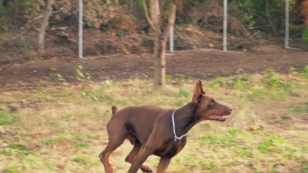 Pies Doberman koloru brązowego — Wideo stockowe