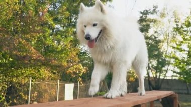 Samoyed köpek