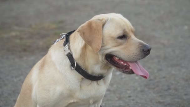 Hunderasse Labrador goldene Farbe — Stockvideo