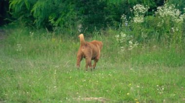 cins shar pei