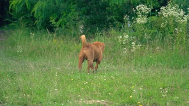 A raça de shar pei — Vídeo de Stock