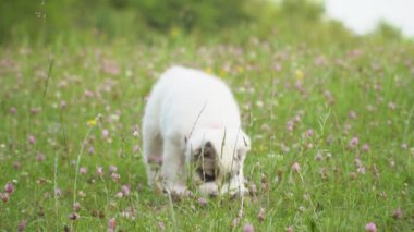 Alabai doğurmak köpek yavrusu