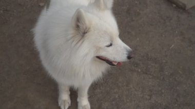 köpek doğurmak Samoyed kabuk