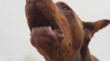 Doberman doğurmak köpek havlıyor