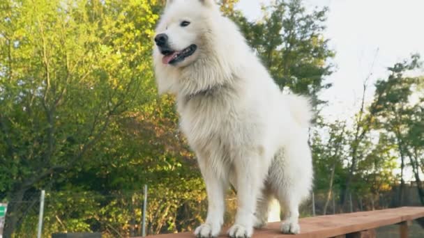 萨摩耶的狗 — 图库视频影像