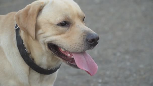 Порода собак лабрадор золотистого цвета — стоковое видео