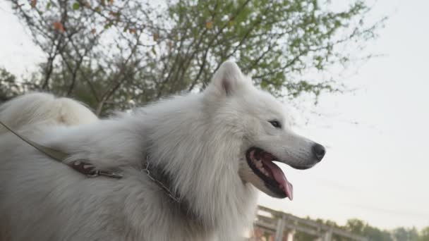 Raza de perro cortezas samoyedo — Vídeos de Stock