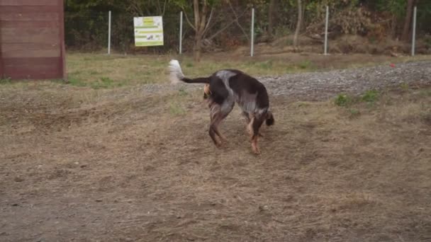 Französischer Epanol-Hund wird gespielt — Stockvideo