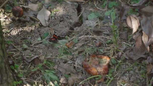 Piękny Motyl Leci Pobliżu Ziemi — Wideo stockowe