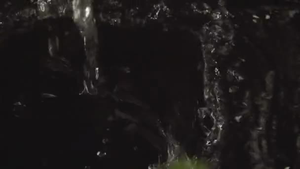 Hrozny révy vinné do vody — Stock video