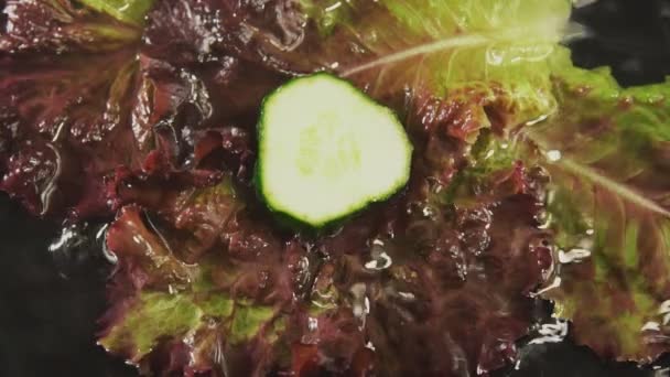 Cucumber slices fall into the water — Stock Video