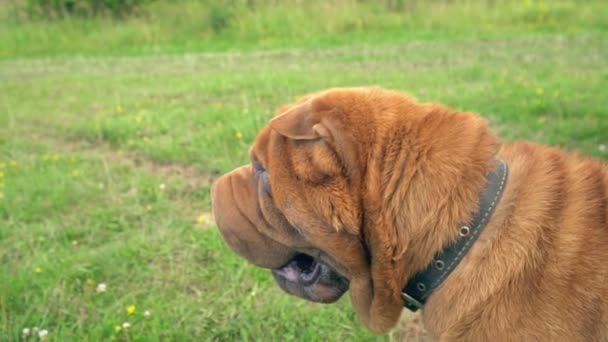 Die Rasse der Shar Pei — Stockvideo