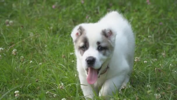 Cachorro da raça Alabai — Vídeo de Stock