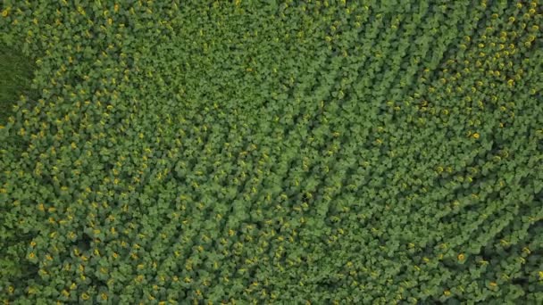 Flores de girasol — Vídeo de stock