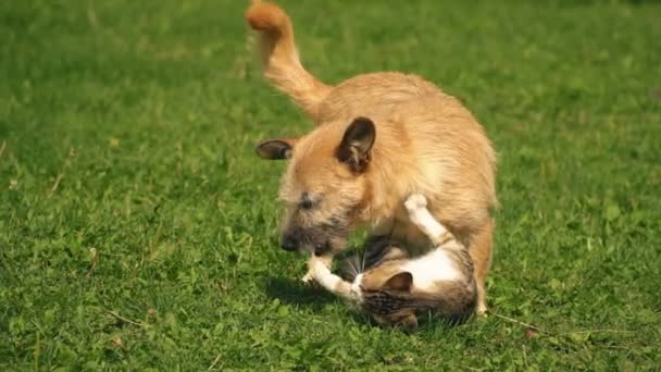 The battle of a dog and a cat — Stock Video