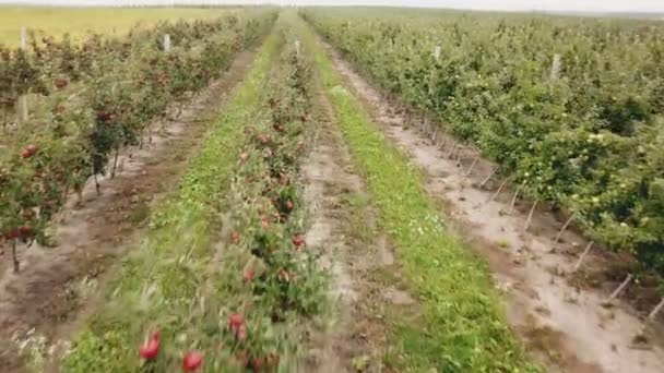 Яблоневый сад с высоты птичьего полета — стоковое видео