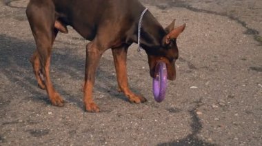 Mahkeme bir kauçuk halka ile Doberman köpek çalış