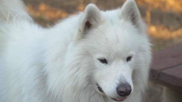 chien des Samoyed 