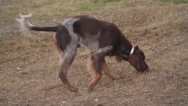 Francês epanol cão é jogado — Vídeo de Stock