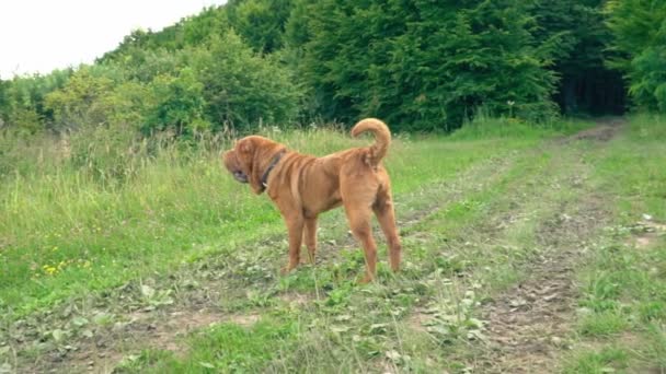 Cins shar pei — Stok video