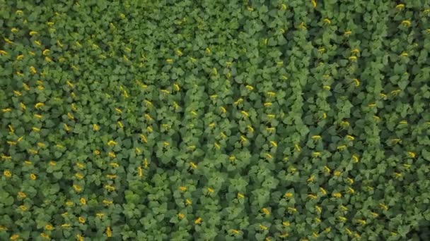 Flowers of sunflower — Stock Video