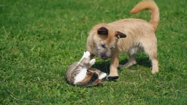 Bătălia unui câine și a unei pisici — Videoclip de stoc