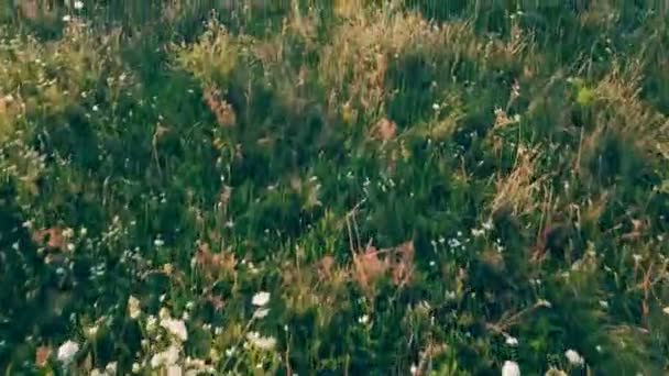 Paysage avec vue sur les oiseaux — Video