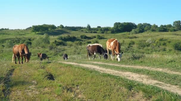 Mucche pascolano sul prato — Video Stock