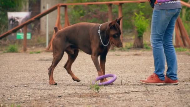 Σκυλί Doberman παίζει με ένα δαχτυλίδι από καουτσούκ — Αρχείο Βίντεο
