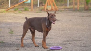 Doberman köpek oyun