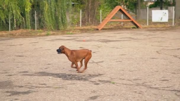 Brown boxer breed dog — Stock Video