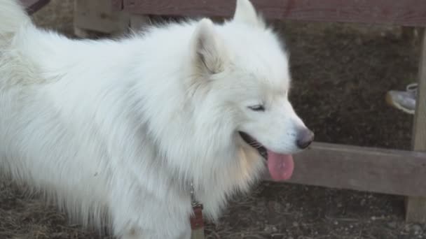 遊び場で白いサモエド犬 — ストック動画
