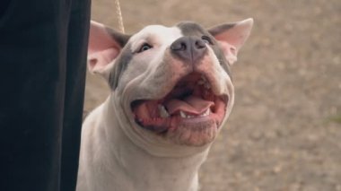 Bahçesi, Stafford köpek yavrusu