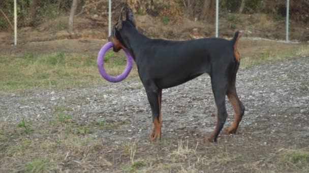 ゴム製のリングで果たしているドーベルマン犬 — ストック動画