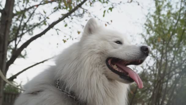 Raça cão Cascas de samoyed — Vídeo de Stock