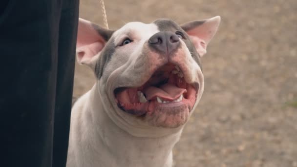 Stafford cachorro en el patio de recreo — Vídeo de stock