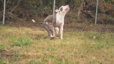 köpek yavrusu stafford sahada oynuyor.